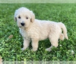 Small Photo #8 Labradoodle Puppy For Sale in CANON, GA, USA