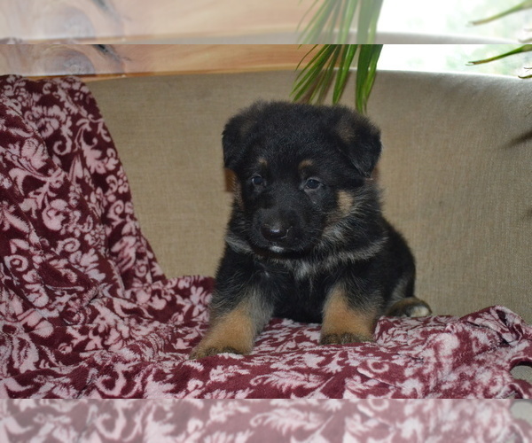 Medium Photo #3 German Shepherd Dog Puppy For Sale in GREENWOOD, WI, USA