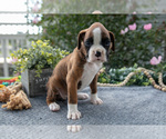 Small #1 Boxer