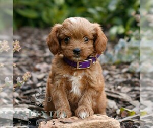 Cavapoo (Miniature) Puppy for sale in COATESVILLE, PA, USA