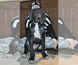 Great Dane Puppy for sale in BANGOR, WI, USA