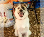 Small #4 Anatolian Shepherd Mix