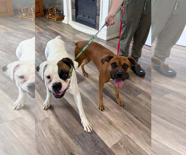 Medium Photo #4 Boxer Puppy For Sale in Burnsville, MN, USA