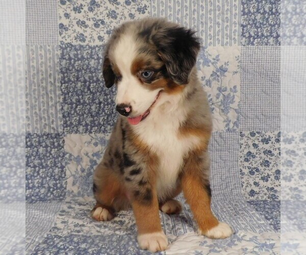 Medium Photo #14 Miniature Australian Shepherd Puppy For Sale in HARRISON, OH, USA