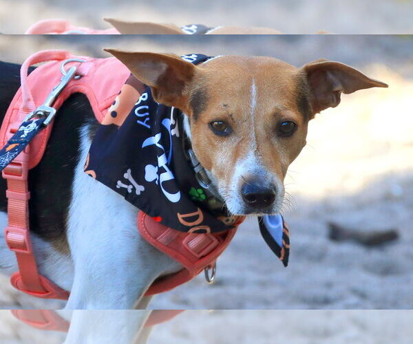 Medium Photo #2 Beagle-Unknown Mix Puppy For Sale in Tampa, FL, USA