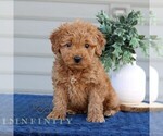 Small #1 Goldendoodle (Miniature)
