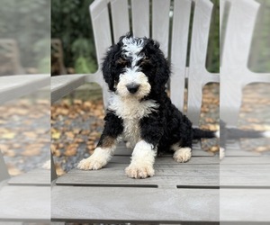 Bernedoodle (Miniature) Litter for sale in DENVER, PA, USA
