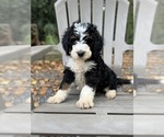 Image preview for Ad Listing. Nickname: Litter of 12
