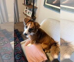 Small #3 Australian Shepherd Mix