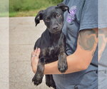 Small #2 American Staffordshire Terrier Mix