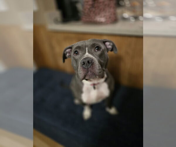 Medium Photo #5 American Pit Bull Terrier-Staffordshire Bull Terrier Mix Puppy For Sale in Princeton, MN, USA
