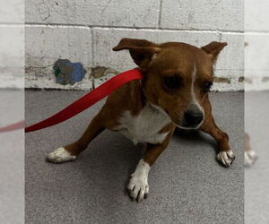 Chihuahua Dogs for adoption in San Bernardino, CA, USA