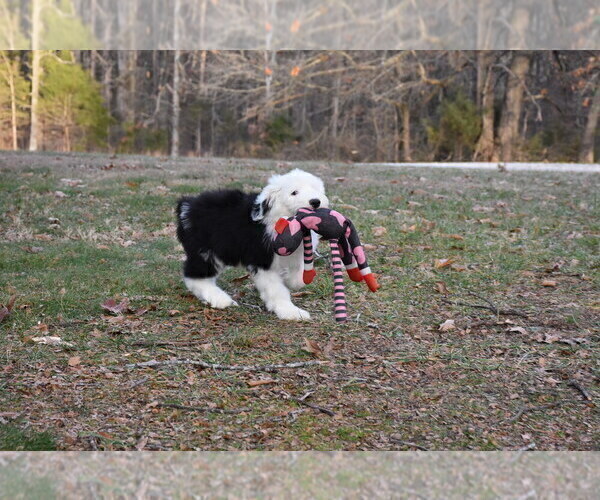 Medium Photo #35 Old English Sheepdog Puppy For Sale in MARIONVILLE, MO, USA