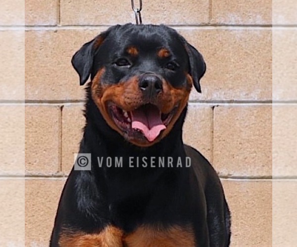 Medium Photo #4 Rottweiler Puppy For Sale in FONTANA, CA, USA