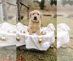 Puppy Yellow male Labrador Retriever