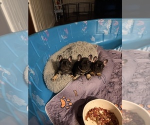 French Bulldog Puppy for sale in LEESVILLE, LA, USA