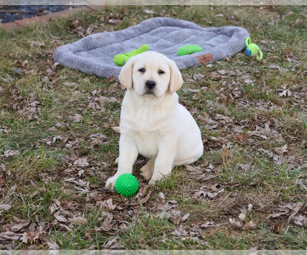 Medium Photo #16 Labrador Retriever Puppy For Sale in SYRACUSE, IN, USA