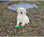 Small #15 Labrador Retriever