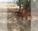Small Photo #24 Rhodesian Ridgeback Puppy For Sale in MORONGO VALLEY, CA, USA