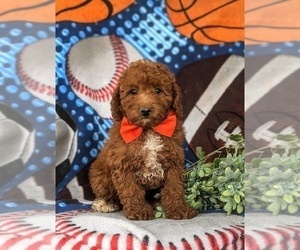 Poodle (Toy) Puppy for sale in LINCOLN UNIVERSITY, PA, USA