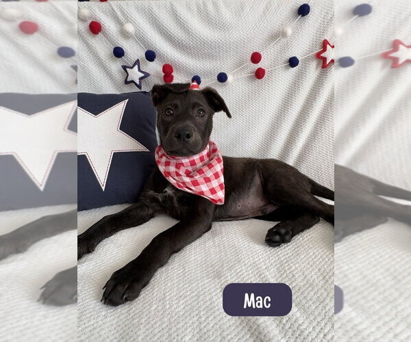 Medium Photo #2 Labrador Retriever-Unknown Mix Puppy For Sale in Lakewood, CO, USA