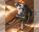 Small #3 Mutt