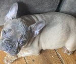 Small Photo #8 French Bulldog Puppy For Sale in NORRIS CITY, IL, USA