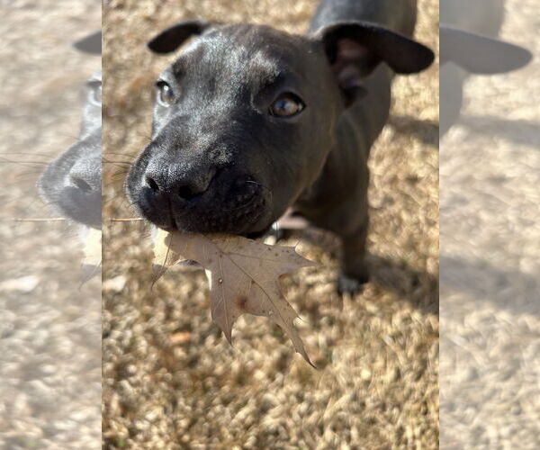Medium Photo #4 American Staffordshire Terrier-Unknown Mix Puppy For Sale in Holly Springs, NC, USA