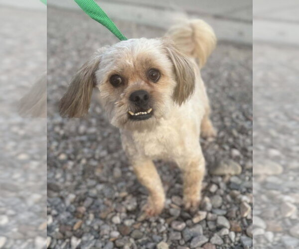 Medium Photo #4 Shih Tzu-Unknown Mix Puppy For Sale in Vail, AZ, USA