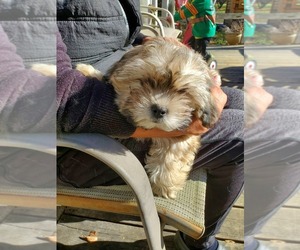 Shih Tzu Puppy for sale in SPENCER, IN, USA