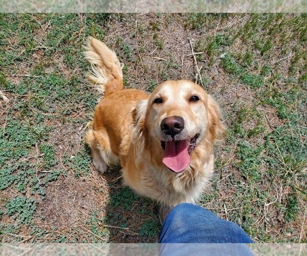 Medium Photo #1 Golden Retriever Puppy For Sale in BLACK FOREST, CO, USA