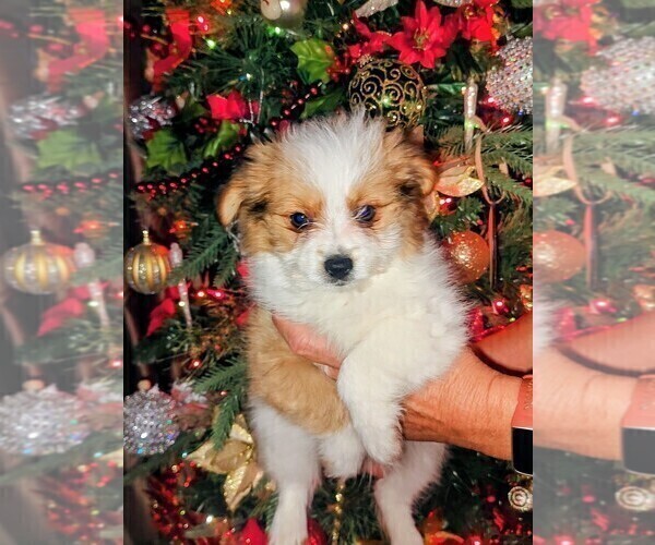Medium Photo #23 Biewer Terrier-Pomeranian Mix Puppy For Sale in ESTILL SPRINGS, TN, USA
