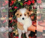 Small #22 Biewer Terrier-Pomeranian Mix