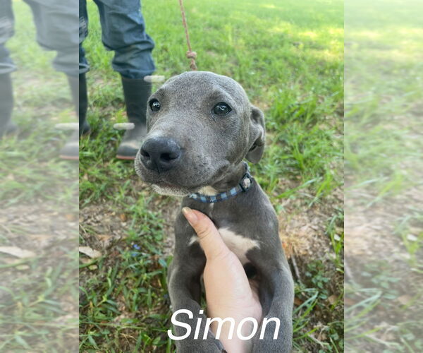 Medium Photo #2 American Pit Bull Terrier Puppy For Sale in FRAMINGHAM, MA, USA