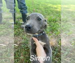 Small #1 American Pit Bull Terrier