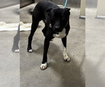 Small Staffordshire Bull Terrier Mix