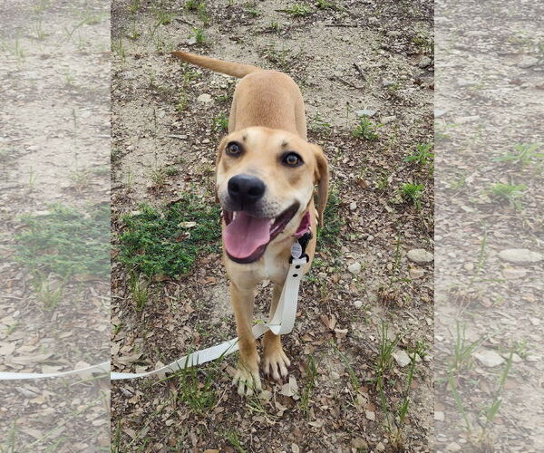 Medium Photo #2 Labrador Retriever-Unknown Mix Puppy For Sale in Fort Worth, TX, USA