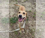Small #1 Labrador Retriever Mix