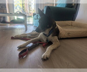 Cleo - Adopt Me! - Female Mutt Dog for Adoption - Photo #14