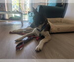 Small #13 Mutt