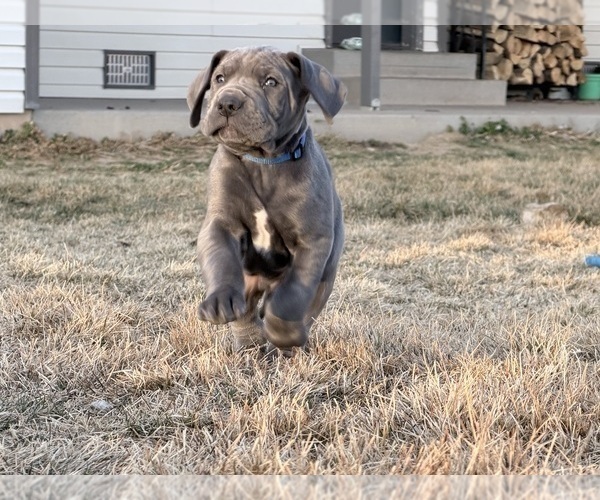 Medium Photo #5 Great Dane Puppy For Sale in OLATHE, CO, USA