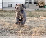 Small Photo #6 Great Dane Puppy For Sale in OLATHE, CO, USA