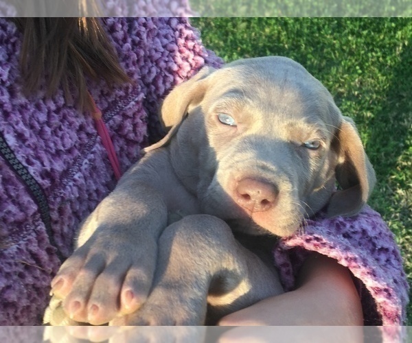 Medium Photo #5 Weimaraner Puppy For Sale in WILLOWS, CA, USA