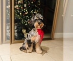 Small Photo #10 Cockapoo Puppy For Sale in ROCHESTER, MN, USA