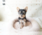 Small Photo #7 Yorkshire Terrier Puppy For Sale in LOS ANGELES, CA, USA