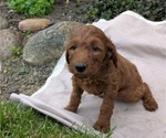 Small Photo #78 Irish Doodle Puppy For Sale in GOSHEN, IN, USA