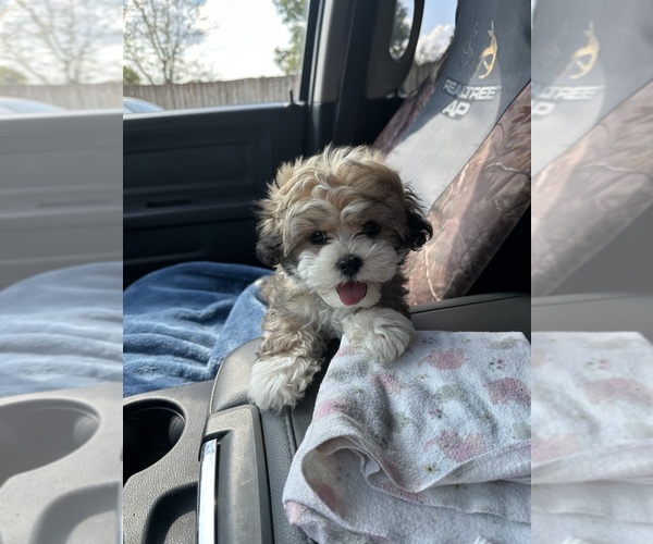Medium Photo #1 Zuchon Puppy For Sale in RICHMOND, KY, USA