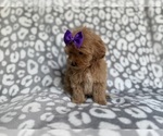 Small #4 Cockapoo (Miniature)