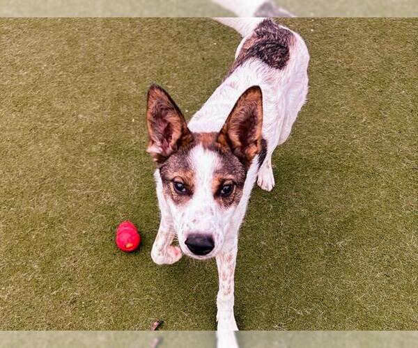 Medium Photo #3 Mutt Puppy For Sale in Martinez, CA, USA