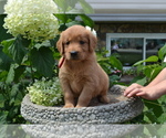 Small Photo #22 Golden Retriever Puppy For Sale in GREENWOOD, WI, USA